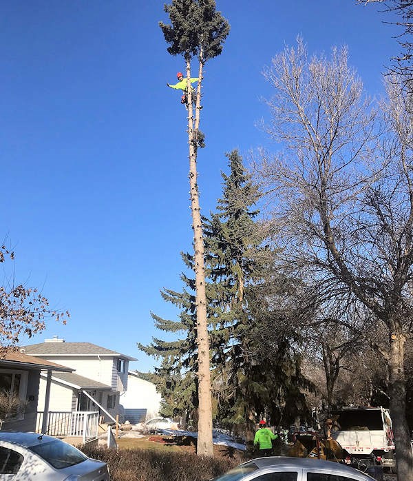 Capital City Tree Service Home