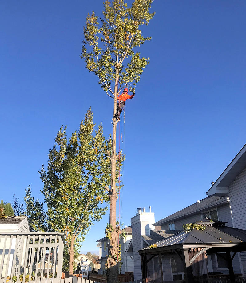 capital city tree removal