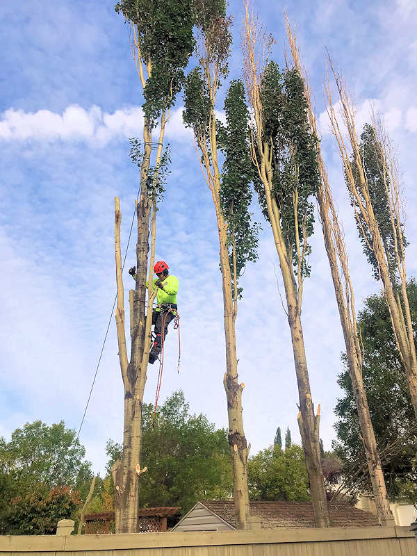 capital city tree service trunk removal